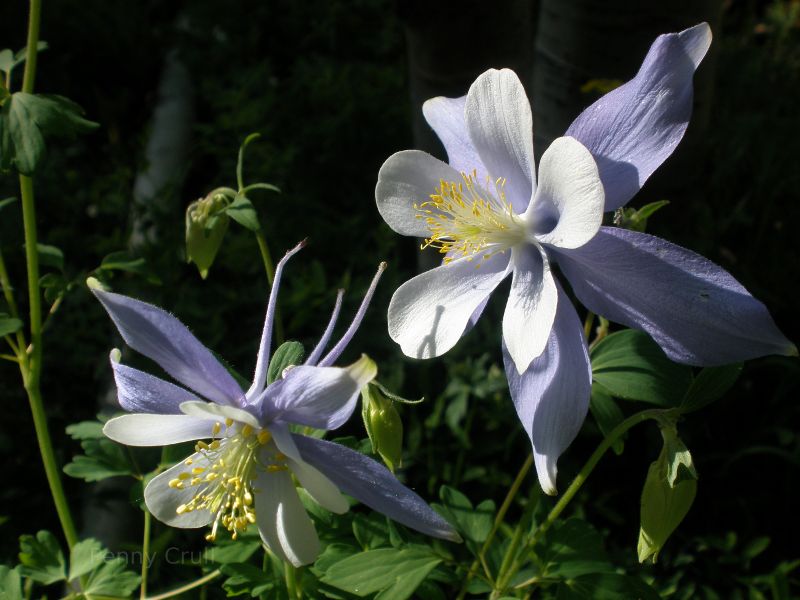 Flowers seen on hike in Colorado