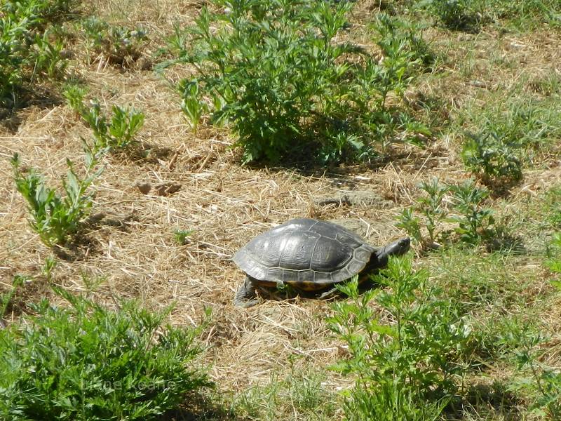Turtle in Florence, Italy