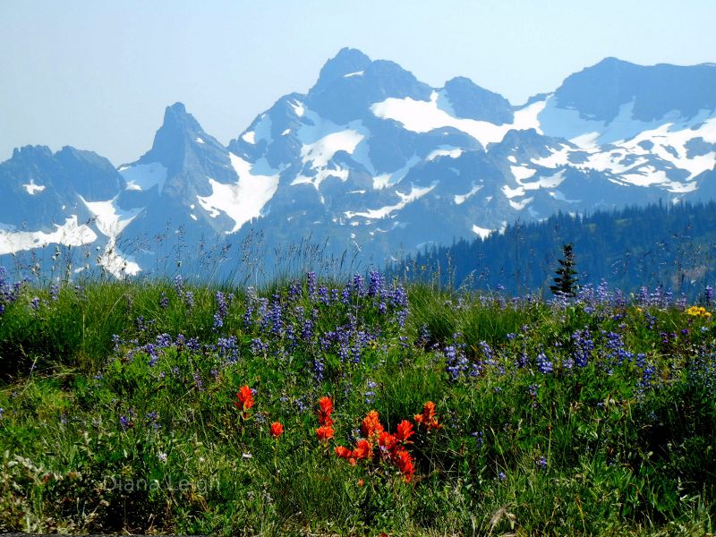 Wildflowers at Sunrise, Mount Rainier National Park