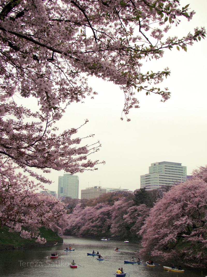 Cherry trees in Japan