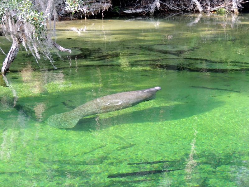 Manatee sea cow