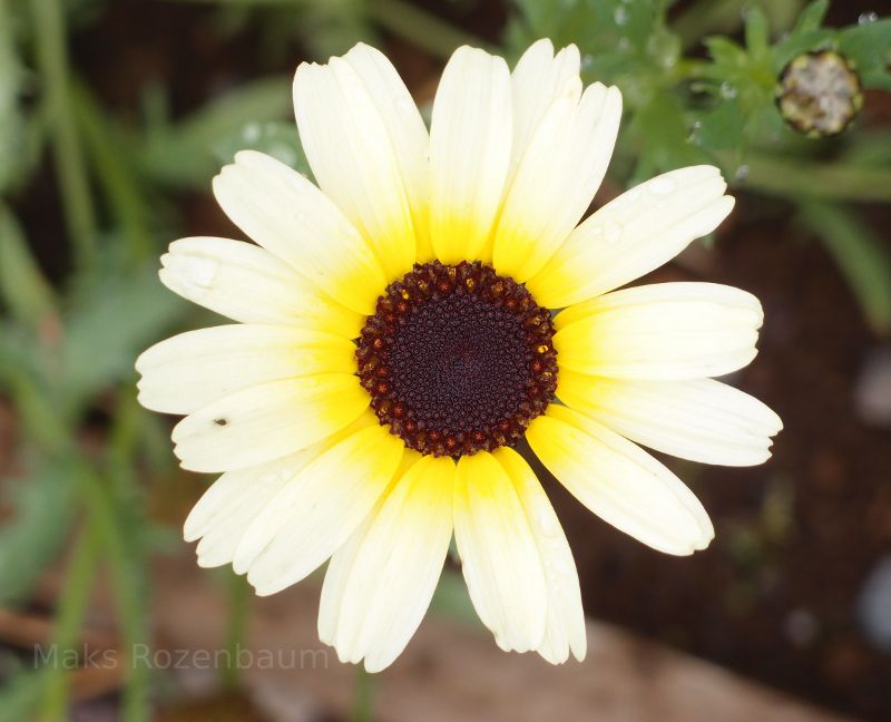 flower close-ups