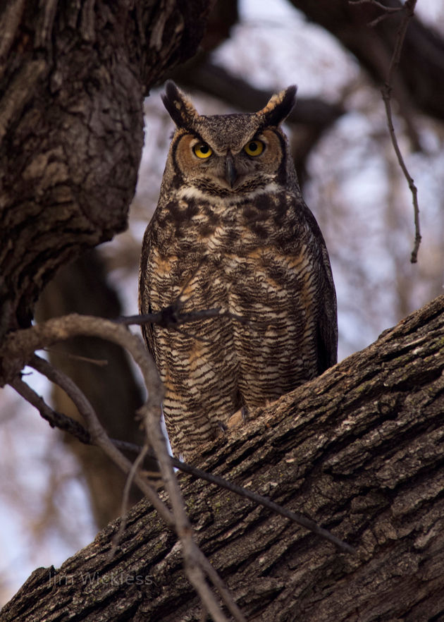 Great Horned Owl