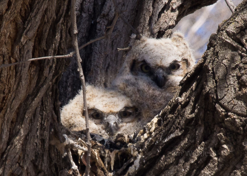 Owlets in a nest