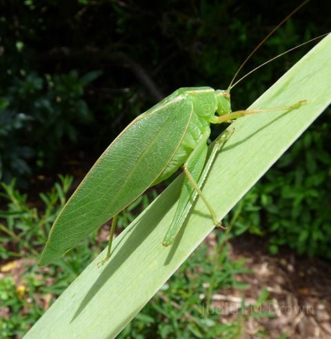 Australian bug in Tazmania!