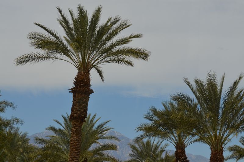 Palm trees and snow!