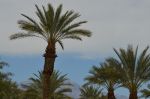 Palm trees and snow!