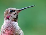 Hummingbird in Washington