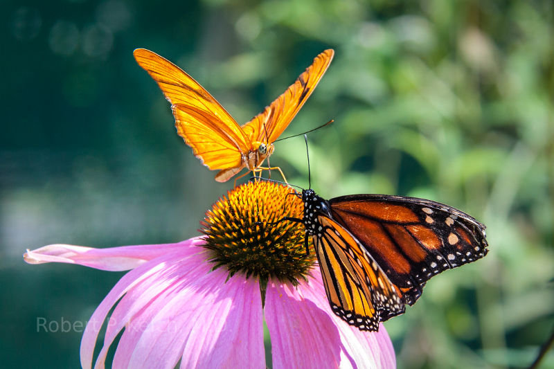 Butterflies meet on a flower