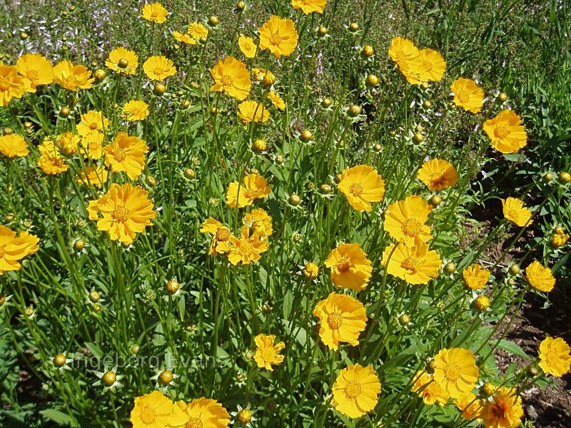 Canadian spring flowers