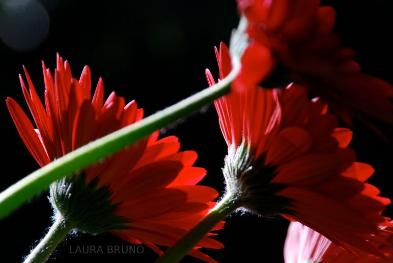 Red flowers in Brazil