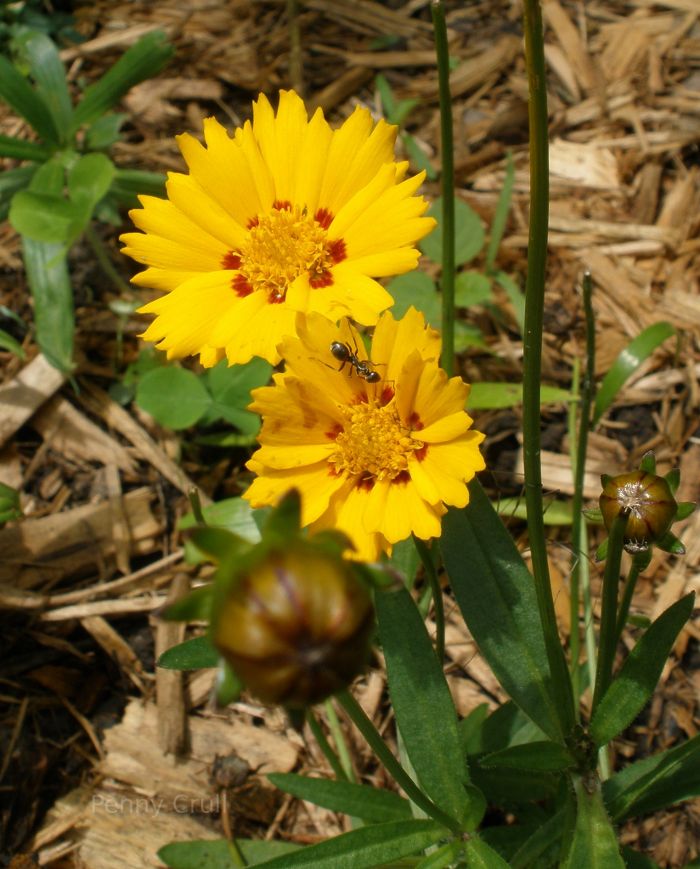 Insects and flowers