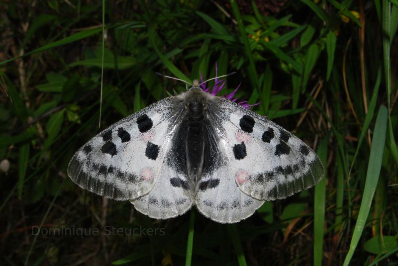 Butterfly in Switzerland