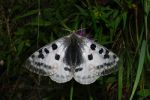 Butterfly in Switzerland