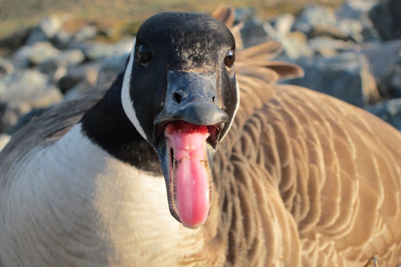 Mother Goose protecting her babies