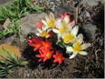 Pretty tulips in British Columbia