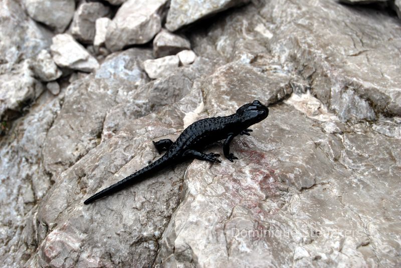Salamander at Bacherntal, Dolomitenhohenweg, Italy