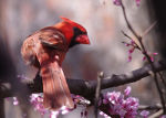 Cardinal bird in Lincoln, NE