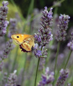 Butterfly on English flowers