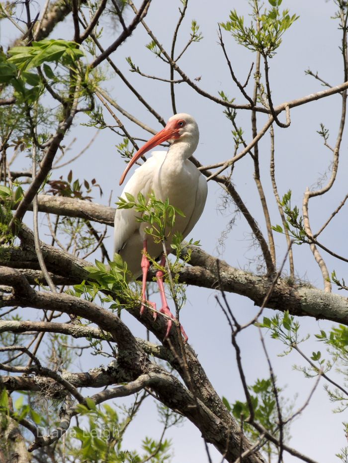 Ibis in Florida