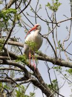 Ibis in Florida