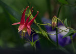 Beautiful Red Columbine in Kentucky