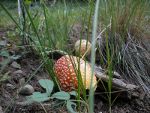 Found in Rio Grande National Forest, Colorado