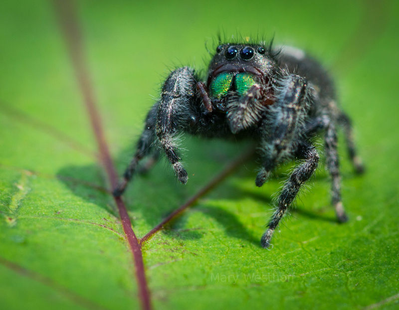 Jumping spider in Michigan