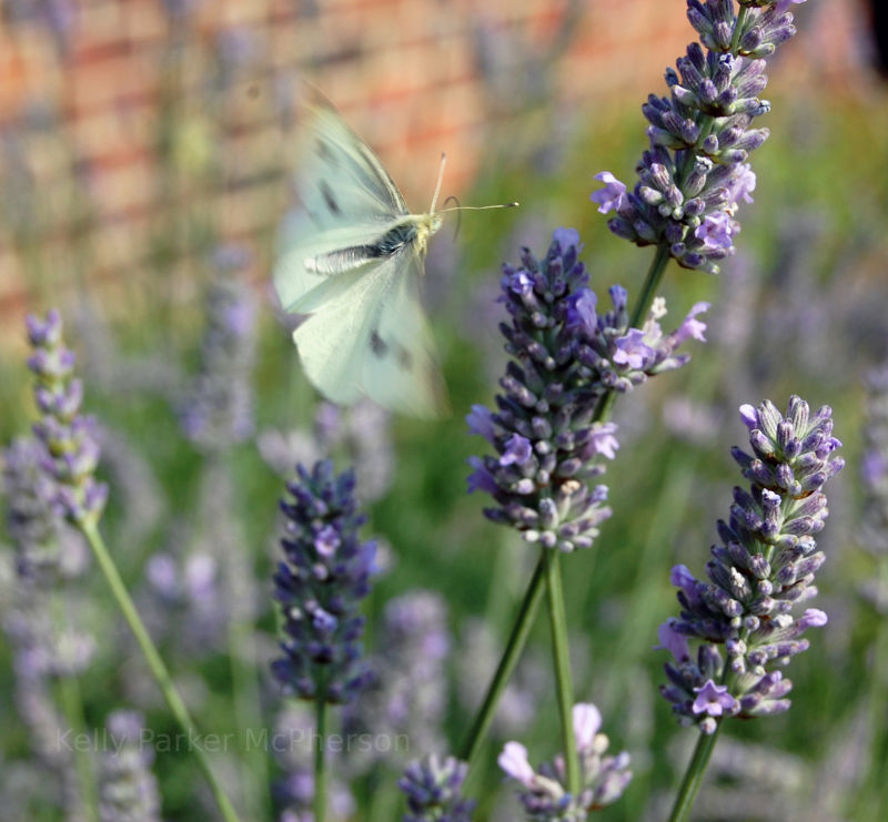 Butterfly in Brough East Yorkshire