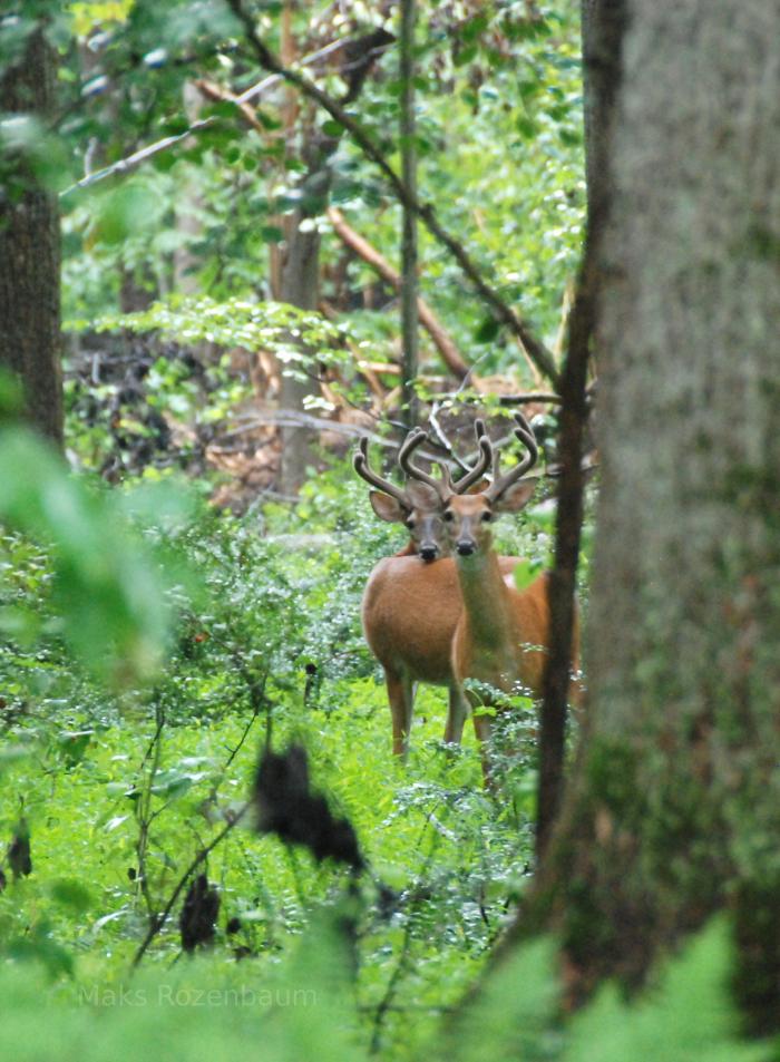 Bucks in Maryland