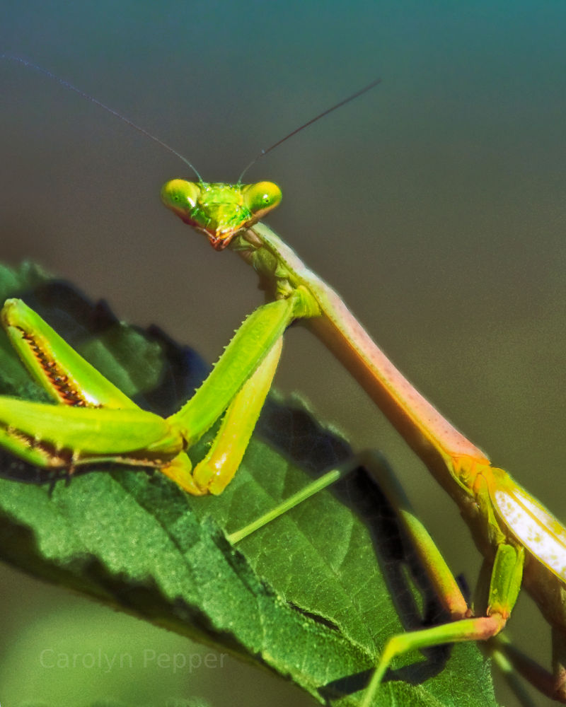 Praying Mantis in Houston