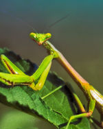 Praying Mantis in Houston