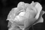 Rose in Black and White