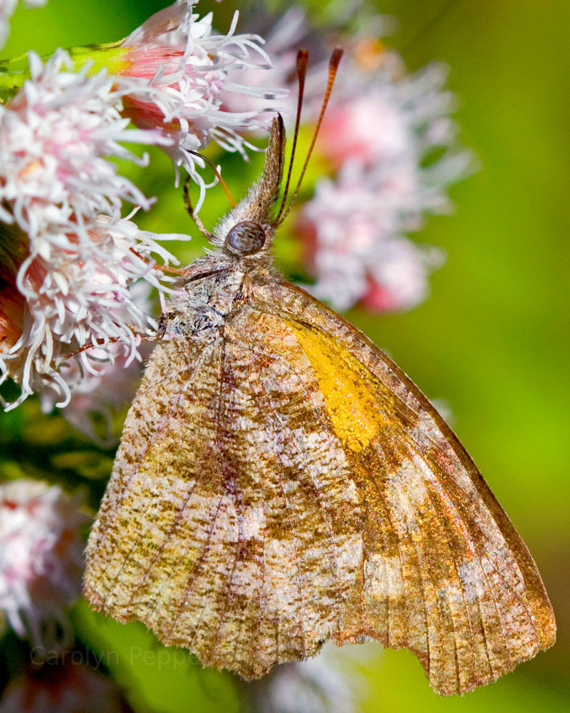 Butterfly in Houston Arboretum and Nature Center