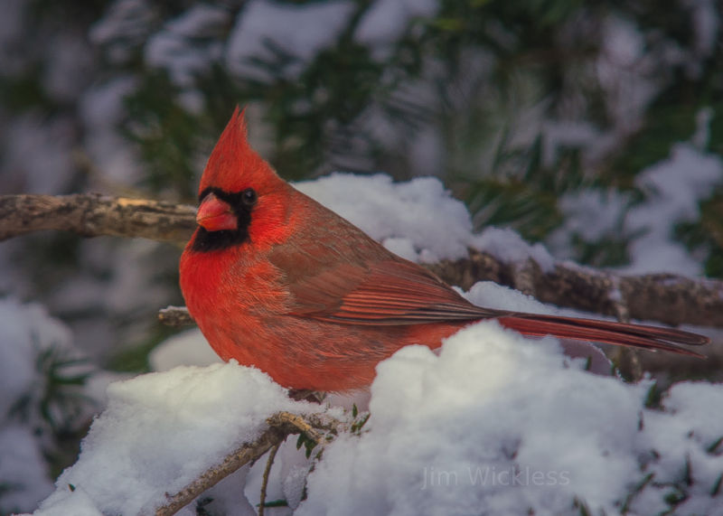 Pretty cardinal in Lincoln, Nebraska