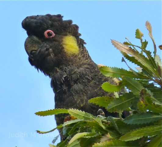 Cockatoo in Tasmania