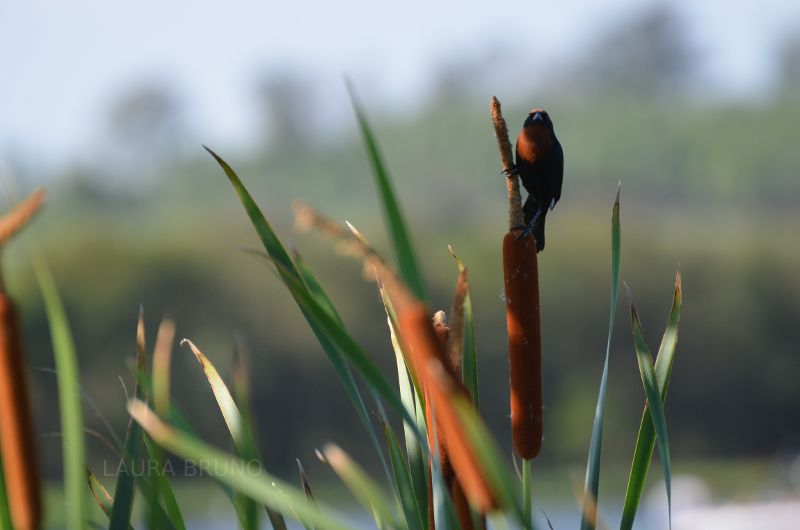 Robin on a Cattail