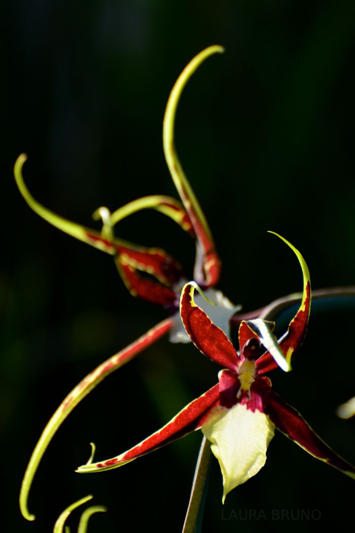 Beautiful flowing flowers