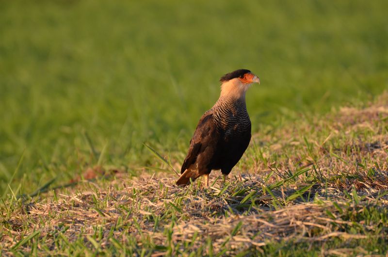 Brazilian bird at ready