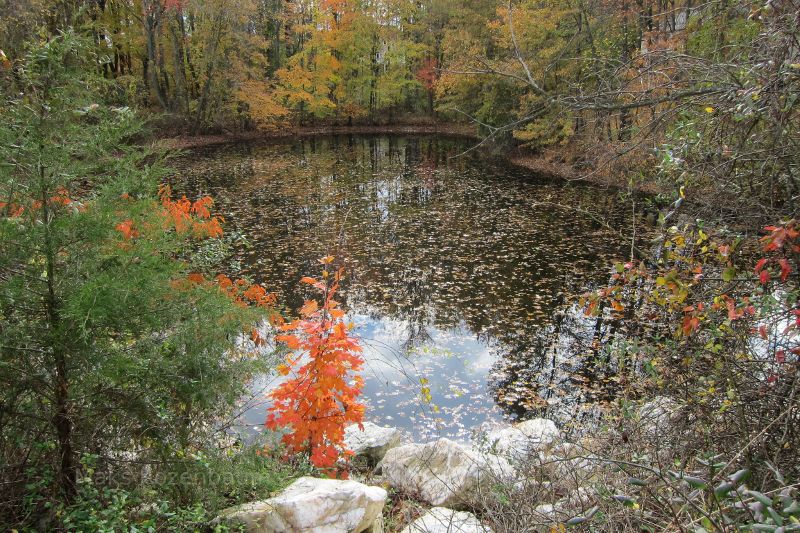 Fall leaves in a Maryland pond.