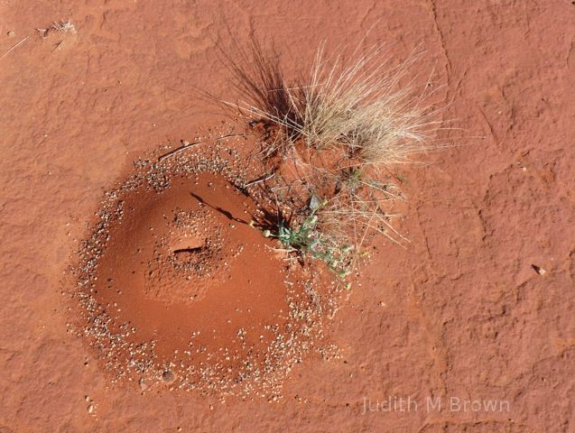 Australian Ant Hill