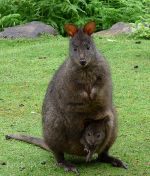 Baby Wallaby and Mama Wallaby