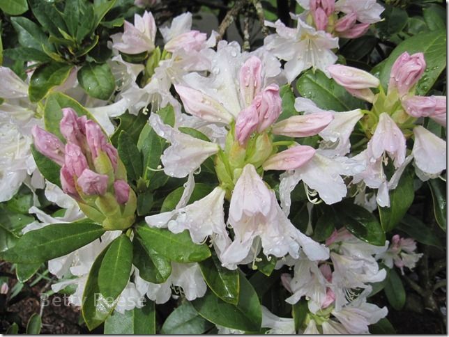 Rhododendron in British Columbia.