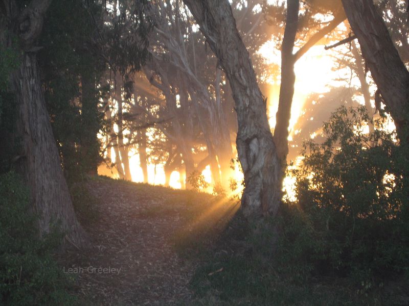 Sunlight through th trees at Pismo Beach