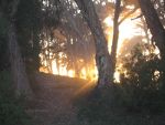 Sunlight through th trees at Pismo Beach