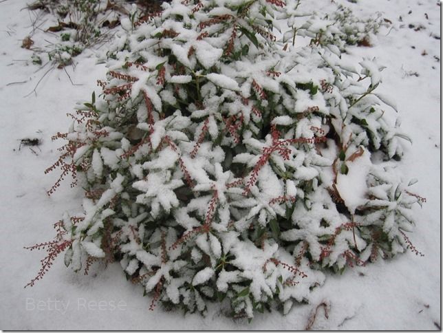 Snow in Cowichan Bay, BC