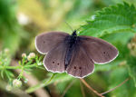 Butterfly in Brough East Yorkshire