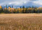 A marsh and autumn colors in Mt. Zirkel Wilderness, Colorado