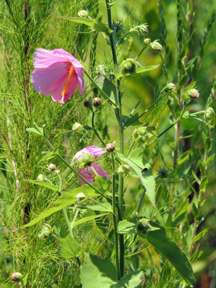 Hollyhock