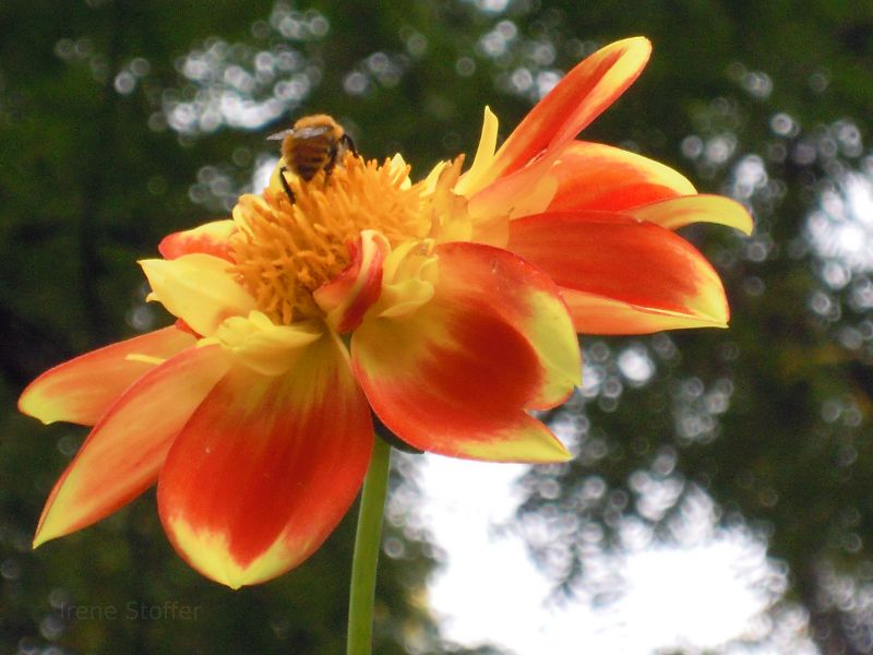 Bee in Italy